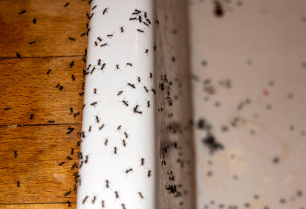 Best Bed Bug Extermination  in Bloomingdale, GA