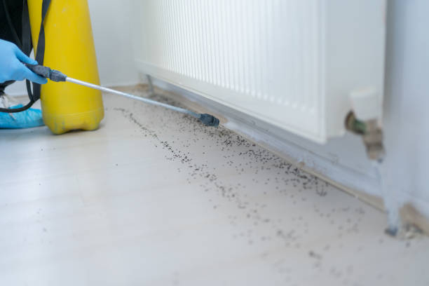 Best Rat Extermination Near Me  in Bloomingdale, GA